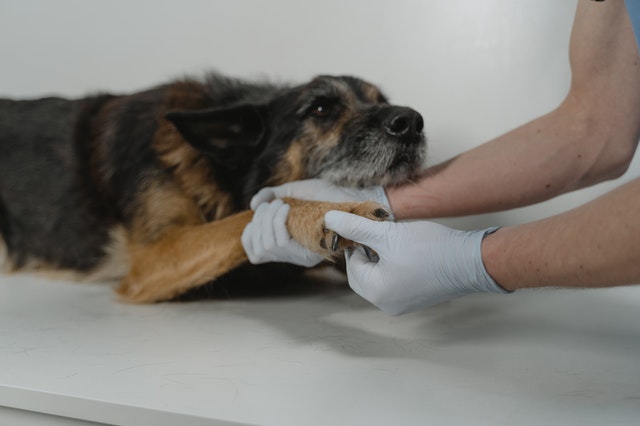 Soin animal par un vétérinaire