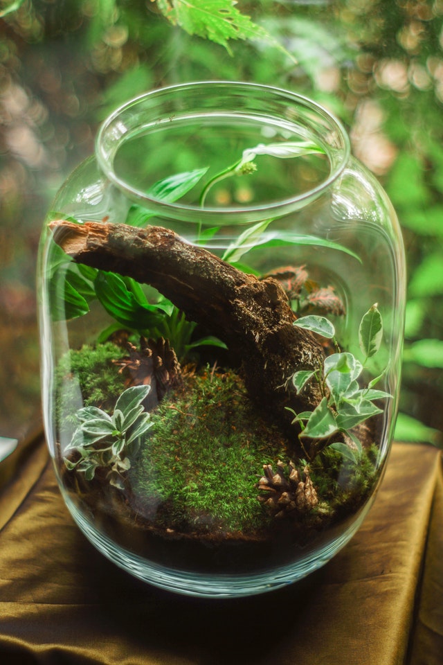 DIY - Faire un terrarium dans un bocal 🌱 un jeu d'enfant ! 