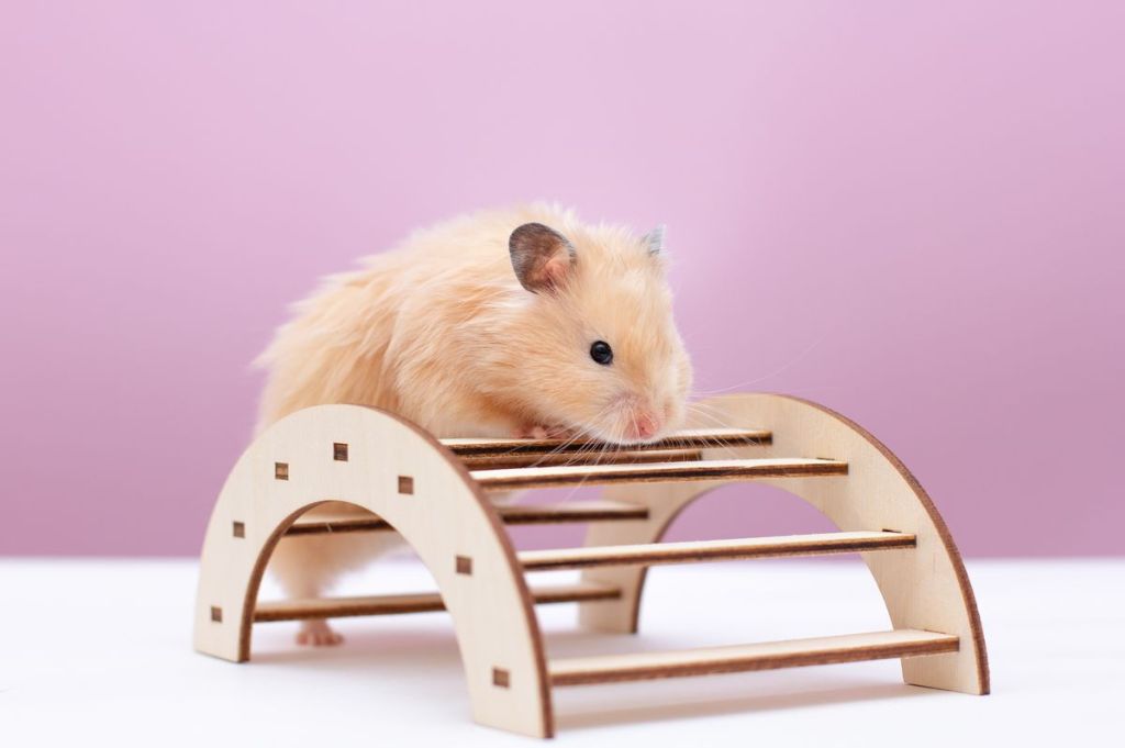 fabriquer jouet hamster