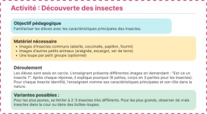 Fiches et activités sur les insectes en maternelle