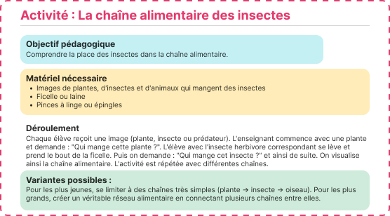 chaîne alimentaire insectes