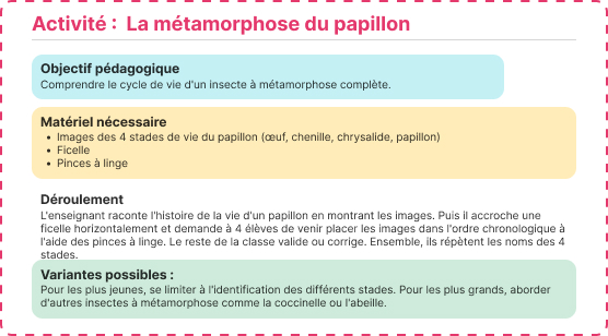métamorphose papillon
