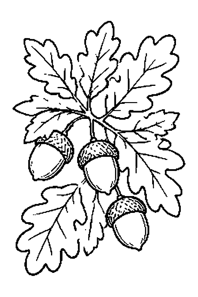 Coloriage d'automne : feuilles de chêne et glands sur une branche